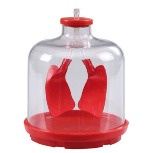 Plaučių demonstracinis modelis